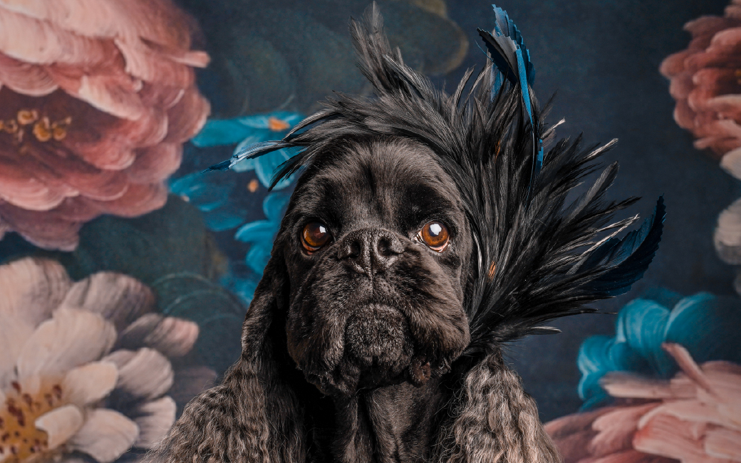 Ordinary Dogs Studio <br>Special Profile